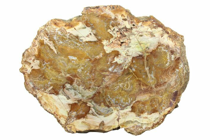 Colorful Petrified Wood (Araucaria) Slab - Madagascar #304946